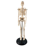Human Skeleton Model with Key, 17"